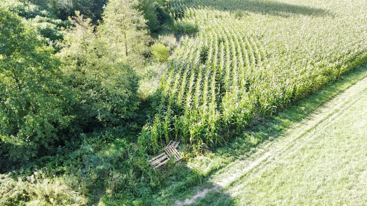 Zniszczona uprawa kukurydzy przez nastolatków na hulajnogach